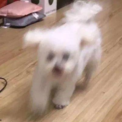 小狗吃瓜头像,趣味横生的吃瓜瞬间