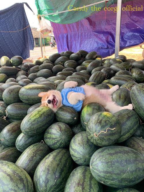 小狗吃瓜头像,趣味横生的吃瓜瞬间