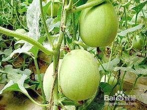 孕妇可以吃白雪瓜不