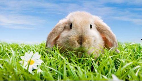 小兔吃瓜科普视频