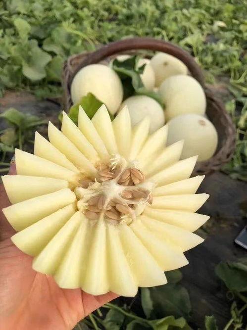 胖贵妃吃瓜,胖贵妃的瓜田奇遇记