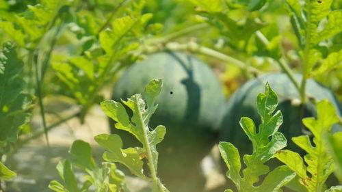 吃瓜群众梧桐,揭秘娱乐圈幕后风云