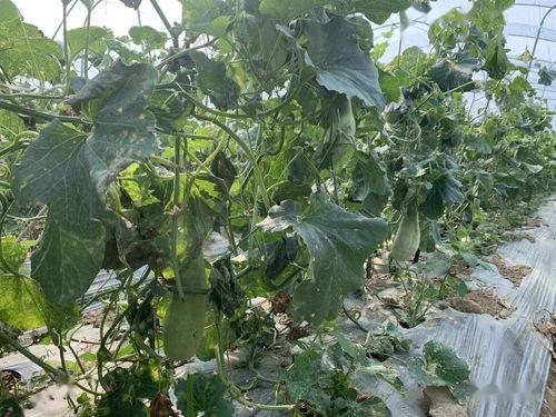 吃瓜群众梧桐,揭秘娱乐圈幕后风云