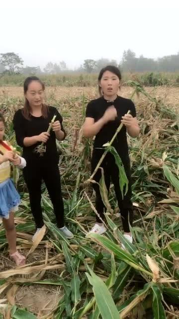 林木妹妹吃瓜系统,揭秘娱乐圈幕后风云