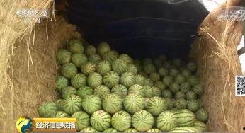 中国吃瓜大循环,揭秘网络舆论的狂欢与反思