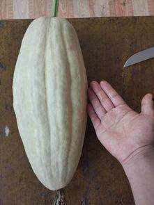 什么瓜吃叶子好吃,揭秘哪些瓜类叶子可食用