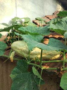 什么瓜吃叶子好吃,揭秘哪些瓜类叶子可食用