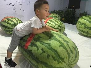 贵州吃瓜事件,一场网络热议背后的真相探寻