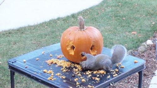 松鼠吃瓜吗,揭秘松鼠吃瓜之谜