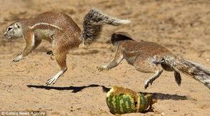 松鼠吃瓜吗,揭秘松鼠吃瓜之谜