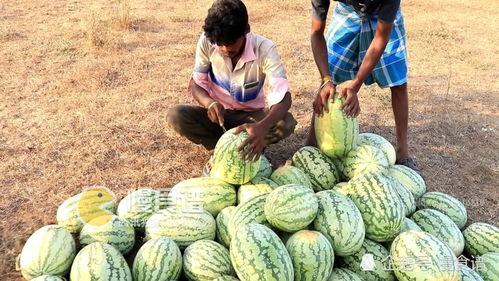 偷完瓜还在瓜地吃,偷完还吃，揭秘偷瓜者的“瓜田乐”