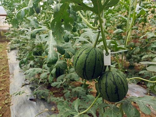 小石头吃瓜视频,揭秘娱乐圈幕后故事