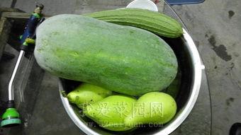 国内吃瓜爆料,吃瓜爆料背后的真相与内幕