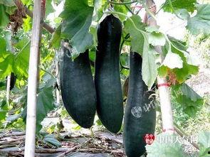 丰收瓜芯可以吃吗,揭秘可食用之谜