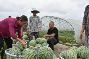 瓜洲免费吃瓜的地方,畅享夏日甜蜜时光