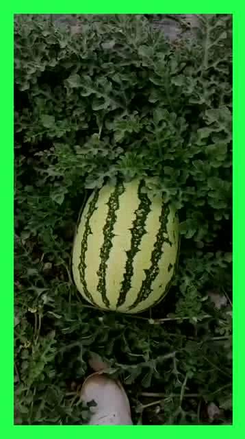 瓜洲免费吃瓜的地方,畅享夏日甜蜜时光