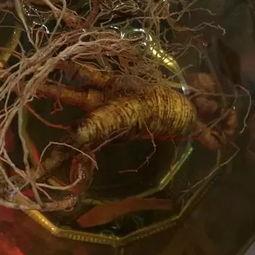 少吃瓜换吃参,探索少吃瓜换吃参的健康生活新选择