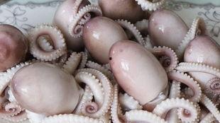 带你吃瓜大章鱼图片,大章鱼带你穿越瓜界奇遇记