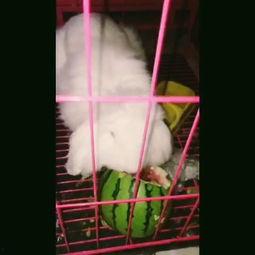 吃瓜张女士的视频,揭秘娱乐圈幕后故事