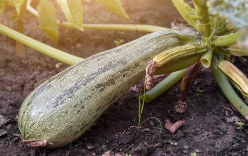 吃中药可以吃扶手瓜吗,扶手瓜与中药同食的注意事项