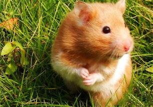 金丝熊吃凉瓜吗,凉瓜的诱惑