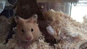 金丝熊吃凉瓜吗,凉瓜的诱惑