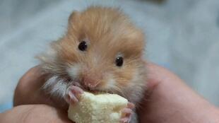 金丝熊吃凉瓜吗,凉瓜的诱惑