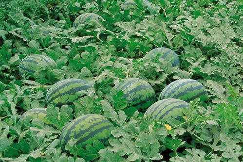 牧南吃瓜下载,揭秘娱乐圈幕后故事