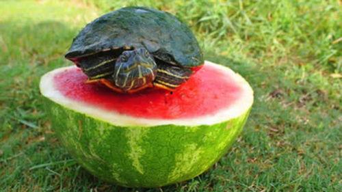 吃瓜的龟,吃瓜龟的趣味生活揭秘