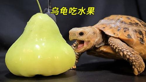 吃瓜的龟,吃瓜龟的趣味生活揭秘