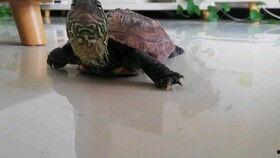 吃瓜的龟,吃瓜龟的趣味生活揭秘