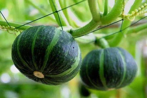 谁吃贝贝瓜,揭秘谁在品尝这份甜蜜诱惑