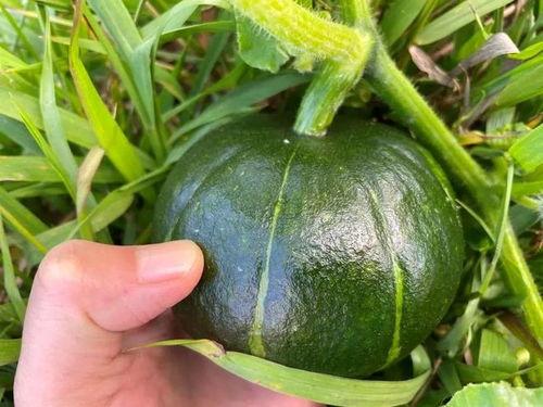 谁吃贝贝瓜,揭秘谁在品尝这份甜蜜诱惑