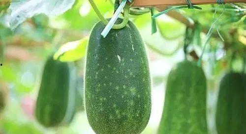 吃瓜黑色眼睛,探寻吃瓜黑色眼睛背后的神秘故事