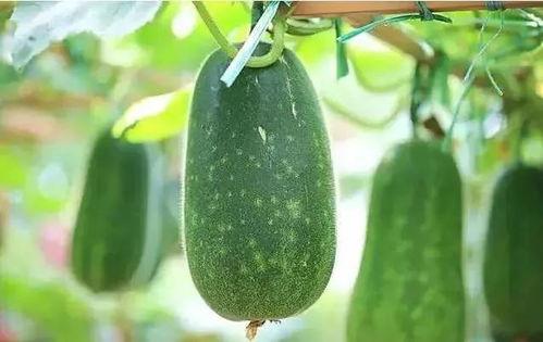 吃大瓜就要吃大瓜的说说,尽享美食的极致诱惑