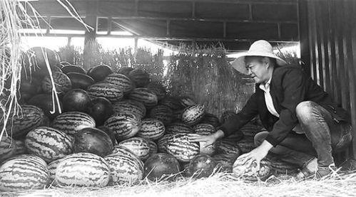 榆中吃瓜群众事迹,见证社区和谐与民间智慧