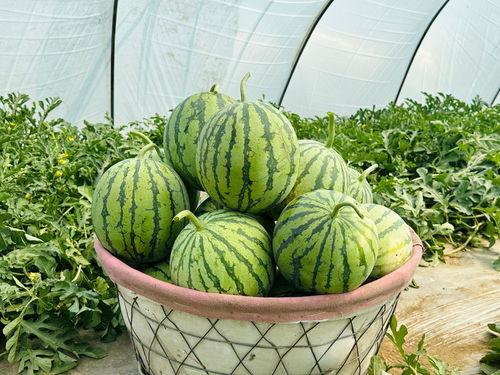 最快最全的吃瓜,揭秘吃瓜界的最快最全资讯大盘点