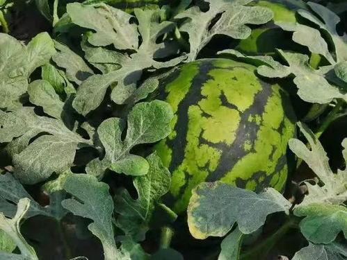 培训吃瓜,吃瓜群众围观那些趣味瞬间