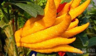 佛手瓜吃心,探寻神秘果实的营养奥秘