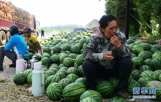 金乡县吃瓜语音,方言魅力与地方风情