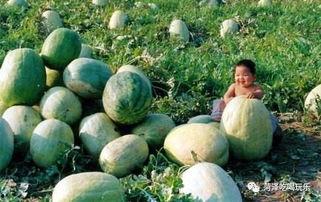 山东改编音乐吃瓜,吃瓜群众眼中的“瓜田”盛宴