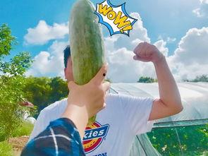 夏天吃瓜群众火了