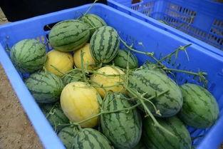 路过的吃瓜群,揭秘娱乐圈幕后风云