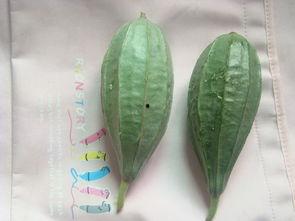 朋友送的瓜怎么吃,朋友赠瓜，教你轻松解锁美味新吃法