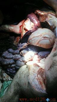 恶心吃瓜视频解剖,解剖背后的网络现象与心理效应