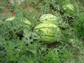 大京吃瓜,揭秘娱乐圈背后的那些事儿