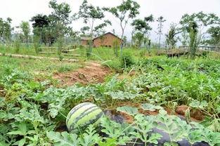 吃瓜社入口,带你走进娱乐圈的幕后风云