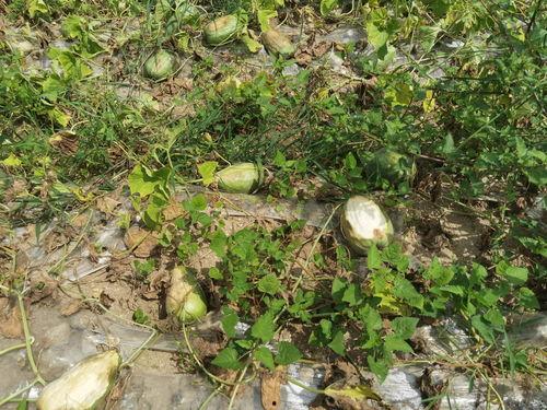 吃瓜社入口,带你走进娱乐圈的幕后风云