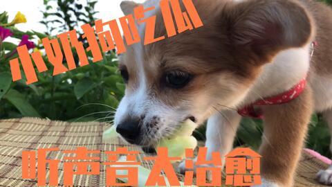 田里吃瓜的狗,犬戏瓜间