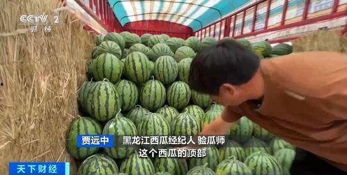 瓦房店吃瓜,夏日吃瓜盛宴，品味生活百态